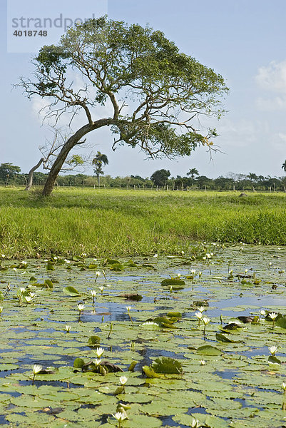 Teich mit Seerosen in der Dominikanische Republik  Punta Cana  Dominikanische Republik  Mittelamerika