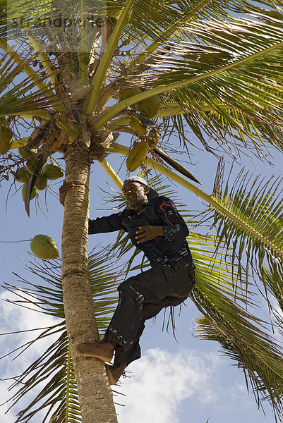 Eingeborener klettert auf eine Palme und erntet eine Kokosnuss  Punta Cana  Dominikanische Republik  Mittelamerika