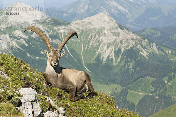Steinbock (Capra ibex)  Eisenerz  Steiermark  Österreich  Europa