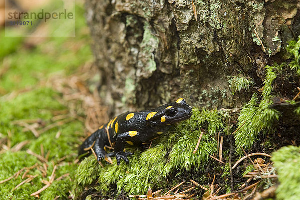 Feuersalamander (Salamandra salamandra)  Nationalpark Kalkalpen  Oberösterreich  Österreich  Europa