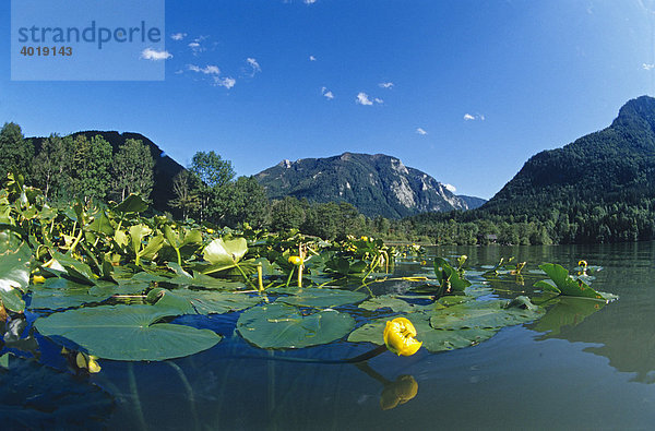 Gelbe Teichrose (Nuphar lutea) im Lunzer See  Lunz am See  Niederösterreich  Österreich  Europa