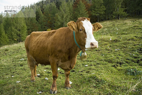Kuh auf der Weide  Reichraming  Oberösterreich  Österreich  Europa
