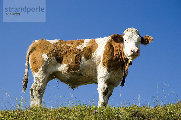 Kuh auf der Weide vor blauem Himmel  Reichraming  Oberösterreich  Österreich  Europa