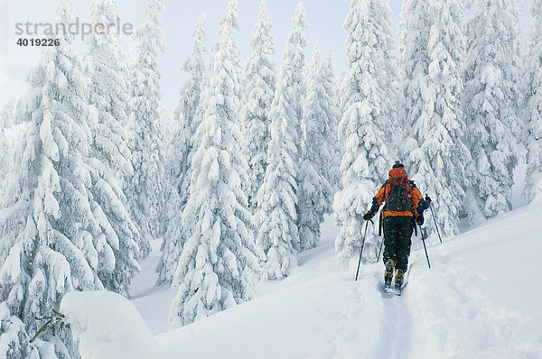 Skitour in der Winterlandschaft zum Gschaideggkogel  Gesäuse  Steiermark  Österreich  Europa