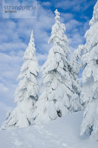 Winterlandschaft am Almkogel  Nationalpark Kalkalpen  Oberösterreich  Österreich  Europa