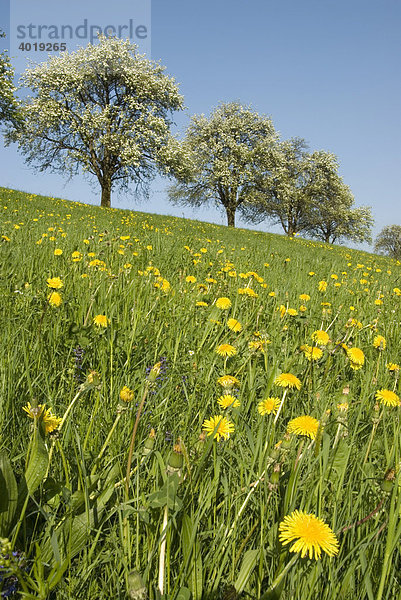 Baumblüte  Nationalpark Kalkalpen  Oberösterreich  Österreich  Europa