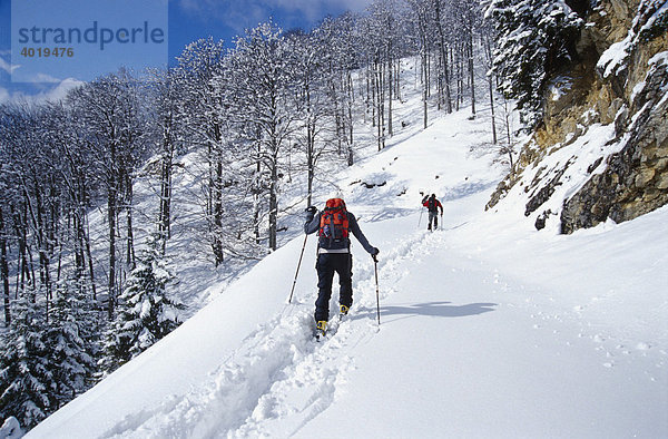 Skifahrer auf Skitour in den Voralpen  Nationalpark Kalkalpen  Oberösterreich  Österreich  Europa