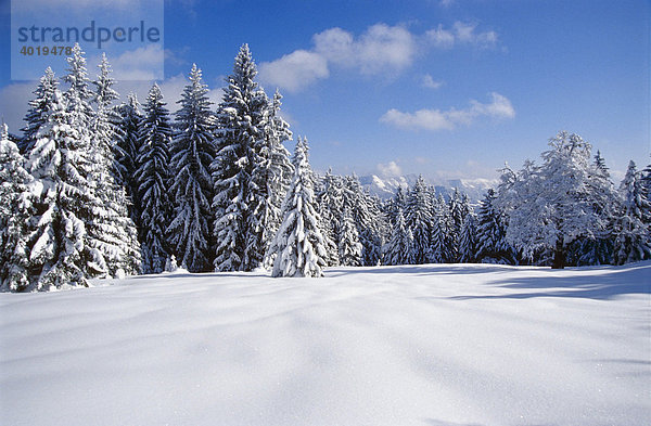Verschneite Baumlandschaft  Nationalpark Kalkalpen  Oberösterreich  Österreich  Europa