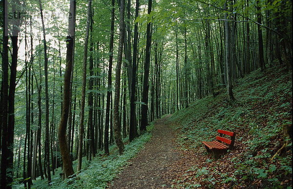 Waldweg mit roter Bank in einem sommerlichen Buchenwald im Nationalpark Kalkalpen  Oberösterreich  Österreich  Europa