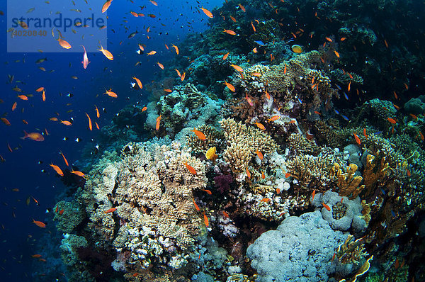 Unterwasseraufnahme vom Roten Meer  Ägypten  Afrika