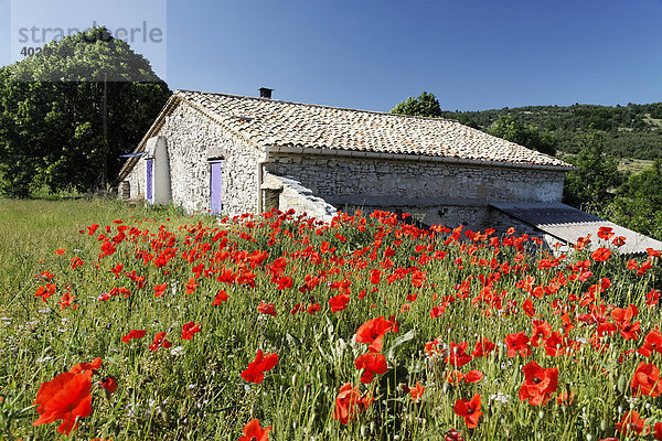 Mohnblumenfeld mit einem alten Sandsteinhaus  Provence  Frankreich  Europa