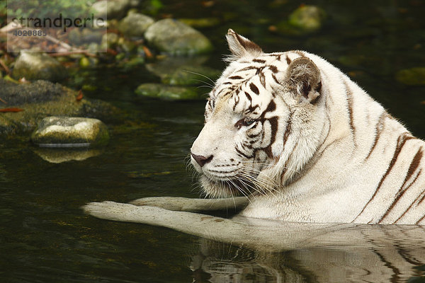 Weißer Tiger (Panthera tigris) im Zoo von Singapur  Singapore  Asien