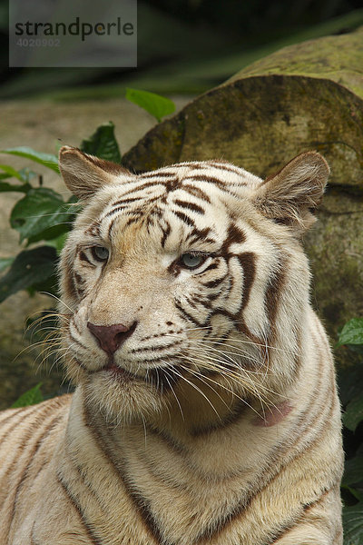 Weißer Tiger (Panthera tigris) im Zoo von Singapur  Singapore  Asien