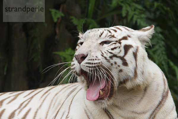 Weißer Tiger (Panthera tigris)  gähnend  Zoo von Singapore  Singapur  Asien