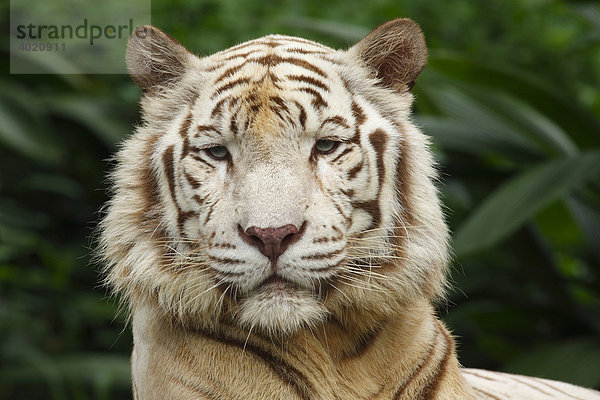 Weißer Tiger (Panthera tigris)  Portrait  Zoo von Singapore  Singapur  Asien