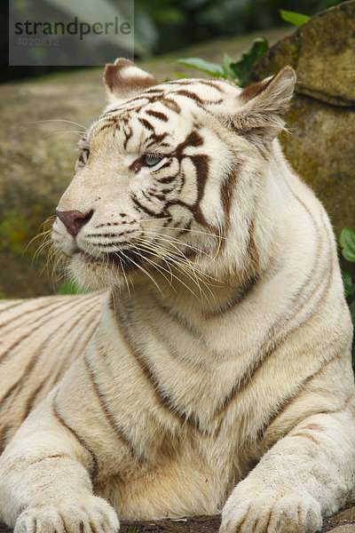 Weißer Tiger (Panthera tigris)  liegend  Zoo von Singapore  Singapur  Asien