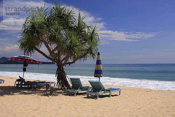 Liegestühle unter Palme  Bang Tao Beach  Phuket  Thailand  Asien