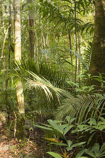 Regenwald  Terjun Temurun Nationalpark  Langkawi  Malaysia  Südostasien