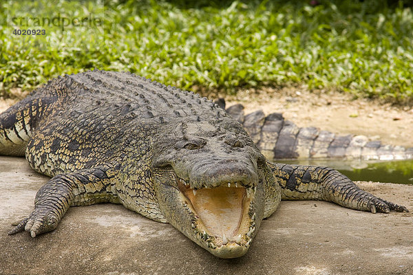 Siam-Krokodil (Crocodylus siamensis)