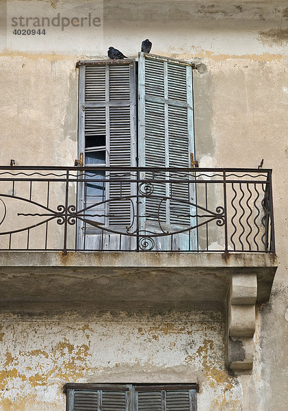 Tauben sitzen auf Fensterläden  altes Gebäude  Seitengässchen in Antibes  Französische Riviera  Südfrankreich  Frankreich  Europa