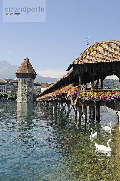 Schwäne  Kapellbrücke  Wasserturm  Fluss Reuss  Altstadt  Luzern  Schweiz  Europa