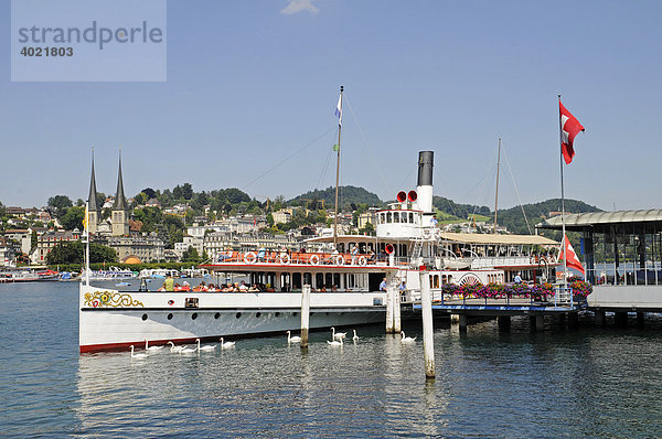 Ausflugsschiff  Bootsanlegestelle  Schwäne  Ufer  Vierwaldstätter See  Schweizer Flagge  Luzern  Schweiz  Europa
