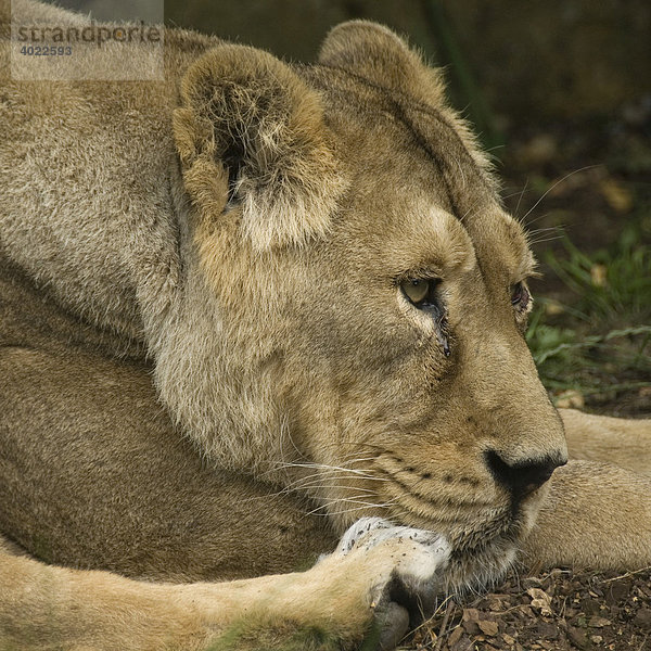 Weiblicher asiatischer Löwe (Panthera Leo Persica)  Portrait  Zoo  Bristol  England  Großbritannien  Europa