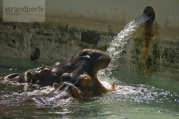 Zwei Nilpferde  Flusspferde (Hippopotamus amphibius) trinken Wasser  Zoo  Tiergarten Schönbrunn  Wien  Österreich  Europa