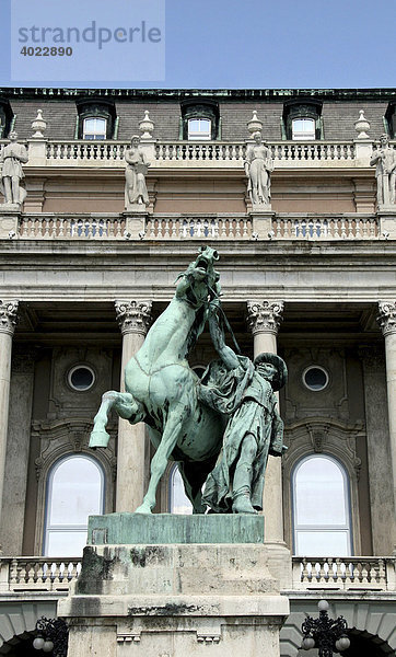 Pferdestatue  Burg  Budapest  Ungarn  Europa