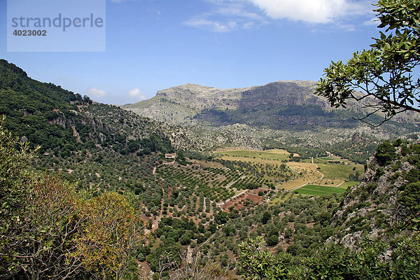 Ausblick von der Klosteranlage Lluc auf Obstplantagen und Weiden  Santuari de Lluc  Serra de Tramuntana  Escorca  Mallorca  Balearen  Spanien  Europa