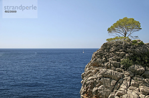 Einsamer Baum  Felsenküste  Cal de sa Calobra  Naturschutzgebiet  Mallorca  Balearen  Spanien  Europa