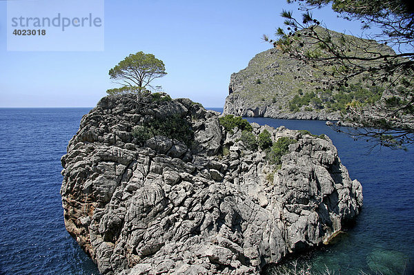 Baum  Felseninsel  Bucht  Cala de Sa Calobra  Naturschutzgebiet  Mallorca  Balearen  Spanien  Europa