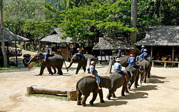 Elefanten bei Vorstellung  Elefanten-Farm  Mae Sa Valley  Dschungel  nähe Chiang Mai  Thailand  Asien