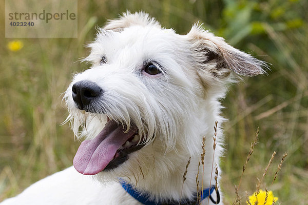 Jack Russel Terrier  Portrait