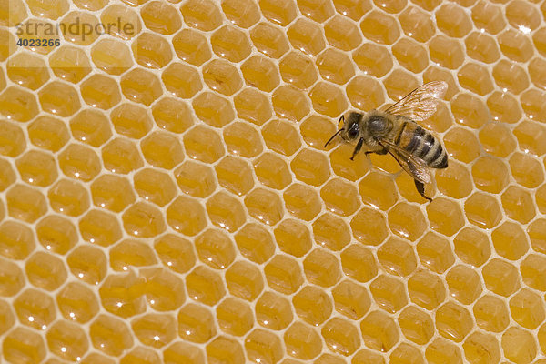 Honigbiene (Apis mellifera) auf Wabe
