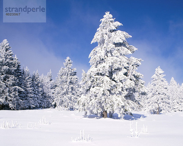 Tannen (Abies) im Schnee  Südschwarzwald  Baden-Württemberg  Deutschland  Europa