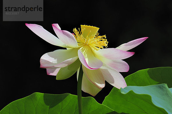 Offene Lotusblüte (Nelumbo)