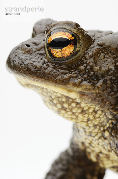 Erdkröte (Bufo bufo)  Portrait