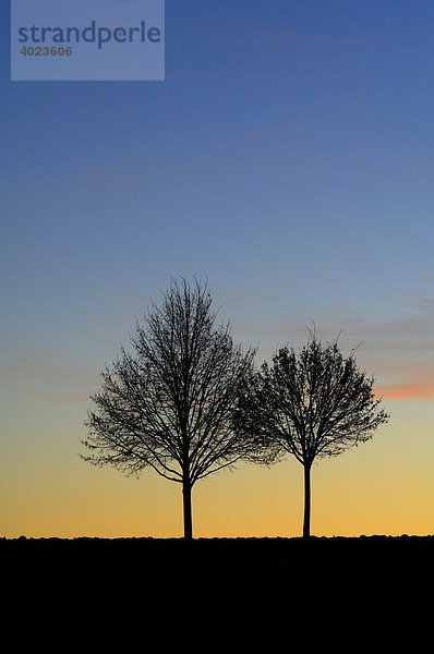 Lindenbäume vor Abendhimmel
