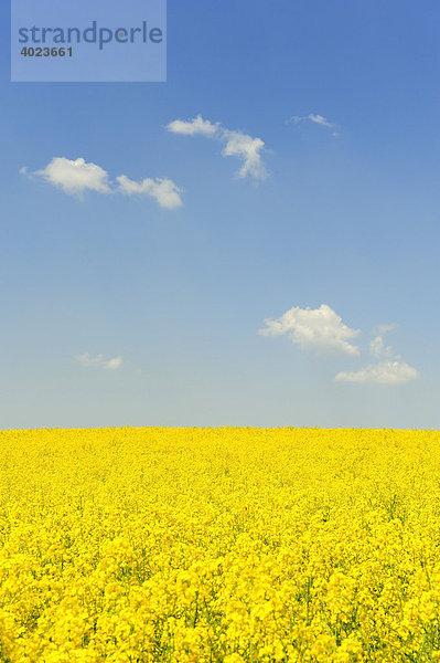 Blühendes Rapsfeld vor blauem Wolkenhimmel