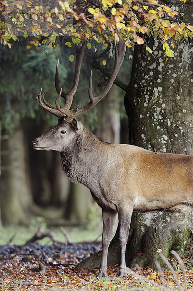 Rothirsch (Cervus elaphus)  männlich