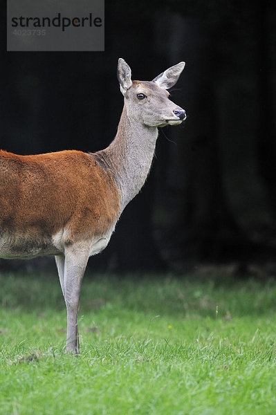 Rothirsch (Cervus elaphus)  weiblich