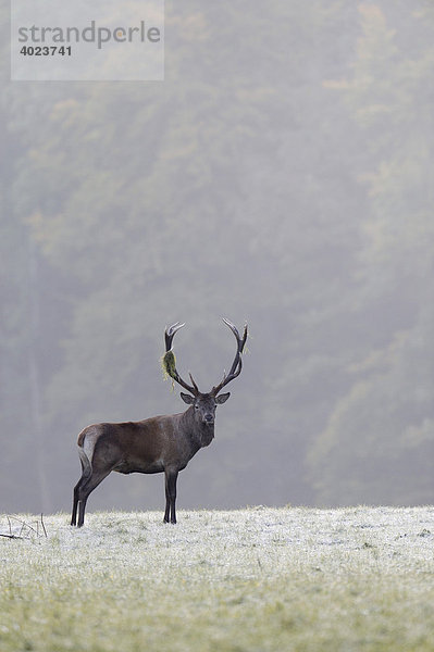 Rothirsch (Cervus elaphus)  männlich  auf Wiese bei Rauhreif