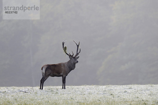 Rothirsch (Cervus elaphus)  männlich  auf Wiese bei Rauhreif