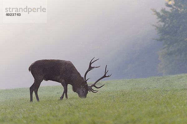 Rothirsch (Cervus elaphus)  männlich  bei der Nahrungssuche