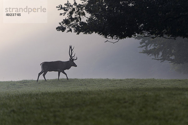 Rothirsch (Cervus elaphus)  männlich