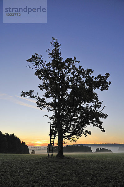 Stieleiche (Quercus robur) mit Hochsitz vor Sonnenaufgang  Schwäbische Alb  Baden-Württemberg  Deutschland  Europa