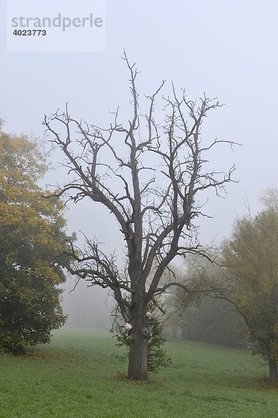 Alter Birnbaum im Nebel im Herbst