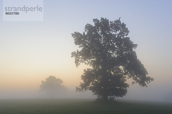 Stieleiche (Quercus robur) im Nebel