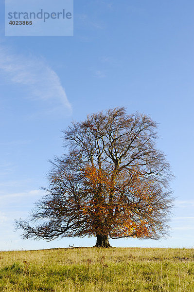 Rotbuche (Fagus sylvatica) im Herbst